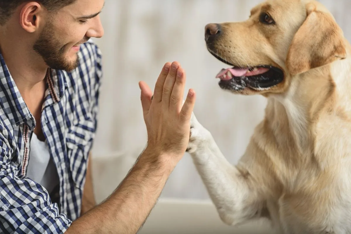 Falar com seu cão como um bebê: Aumentando a Capacidade de Resposta do Seu Amigo de Quatro Patas