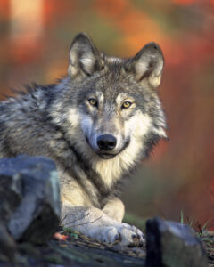 Caçador mata lobo cinzento ameaçado de extinção pensando ser coiote