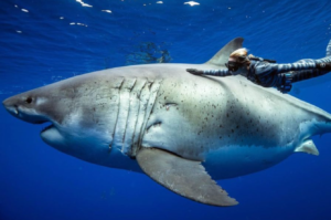 Deep Blue, o maior tubarão-branco já registrado em vídeo, tem mais de 50 anos