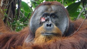 Orangotango foi visto tratando feridas com planta medicinal; caso é inédito
